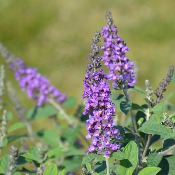 Butterfly Bush Lo & Behold Blue Chip Jr.