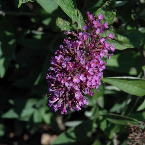 Butterfly Bush Tutti Fruitti