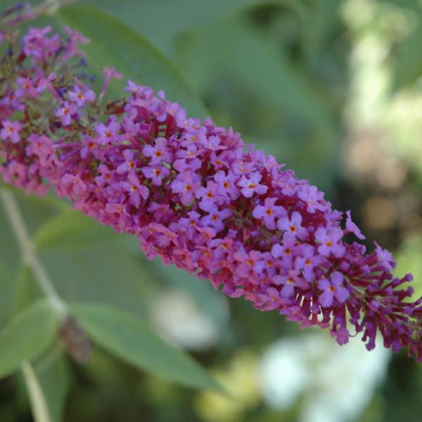 Butterfly Bush Flutterby Petite Blue Heaven