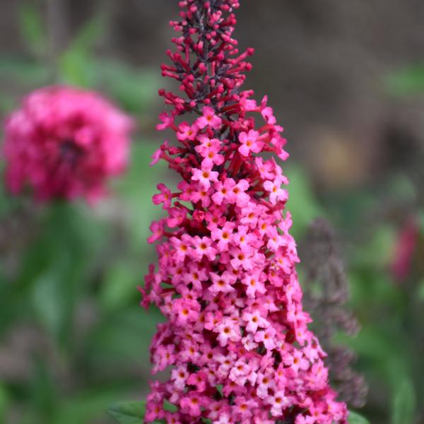 Butterfly Bush Monarch® Prince Charming