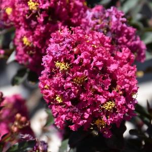 Crape Myrtle Magic Plum