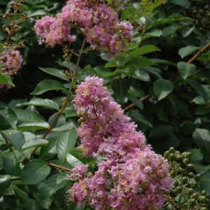 Crape Myrtle Muskogee