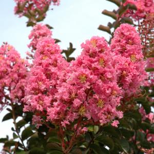 Crape Myrtle Sioux Pink