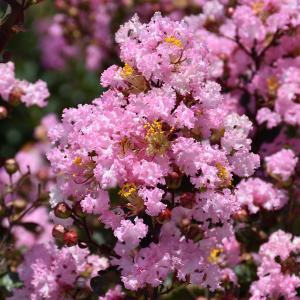 Crapemyrtle, Rhapsody In Pink
