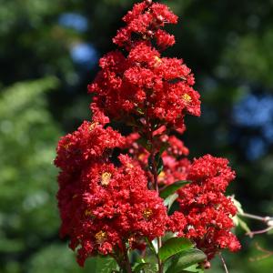 Crapemyrtle, Red Rocket
