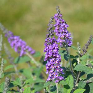 Butterfly Bush Lo & Behold Blue Chip Jr.