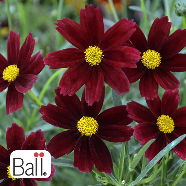 Coreopsis Red Elf - 1c