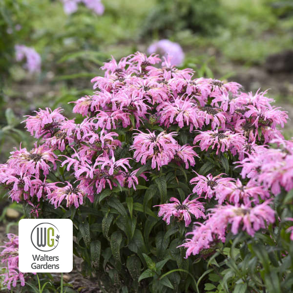 Monarda Electric Neon Coral - 2c