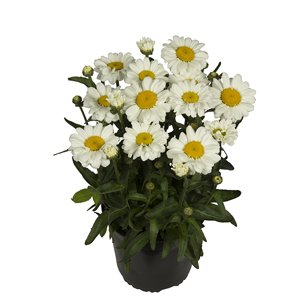 Leucanthemum Jane 1 gal. 