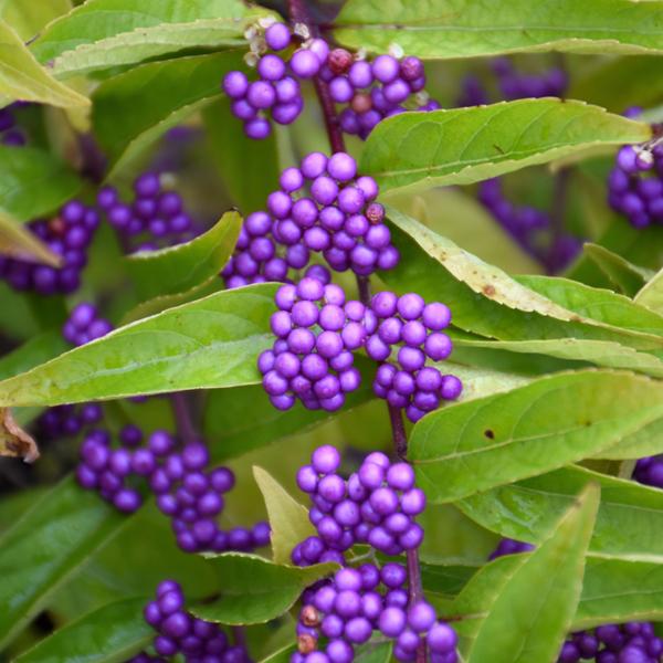 Beautyberry Issai - 3c