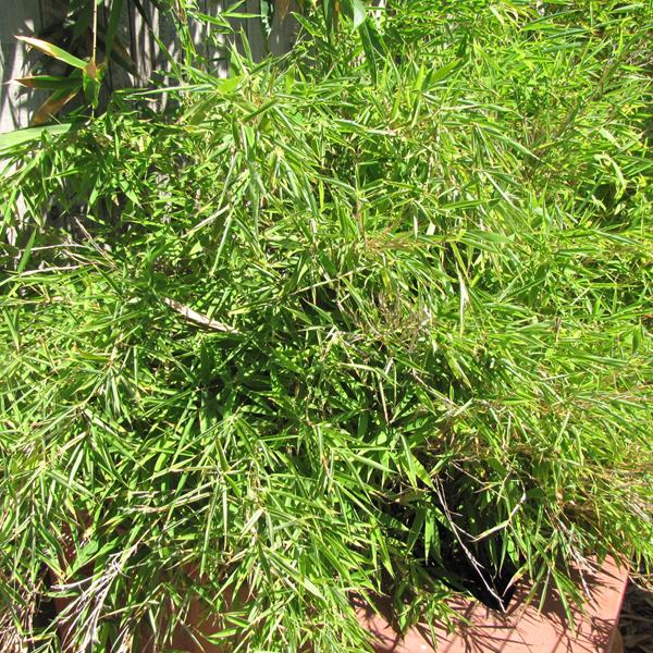 Bamboo Dragon's Head Rufa - 3c