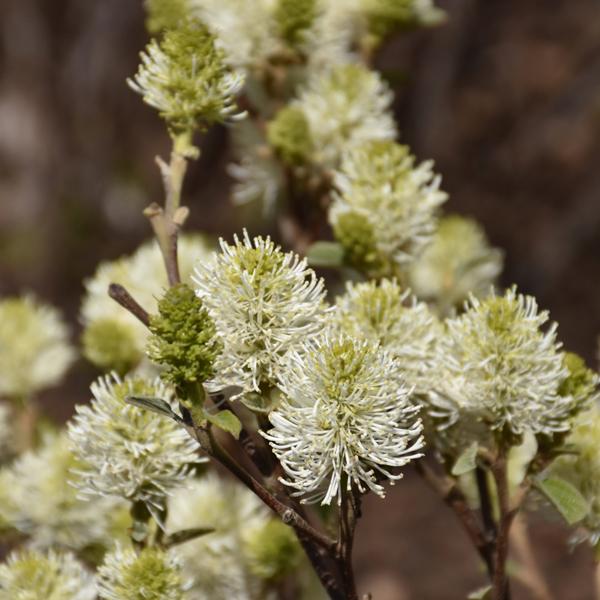 Witch Alder Major Mt Airy - 3c