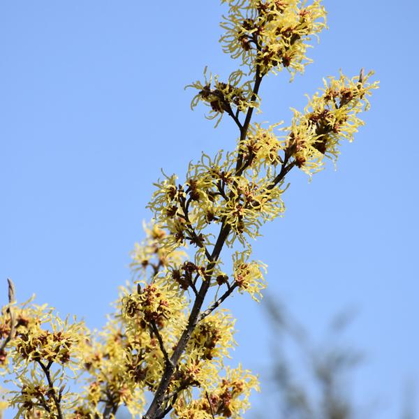 Witch Hazel Arnold's Promise - 7c