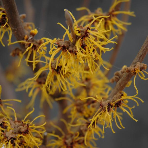 Witch Hazel Barmstedt Gold - 7c