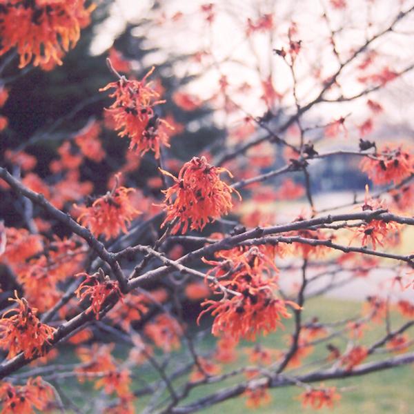 Witch Hazel Diane - 7c