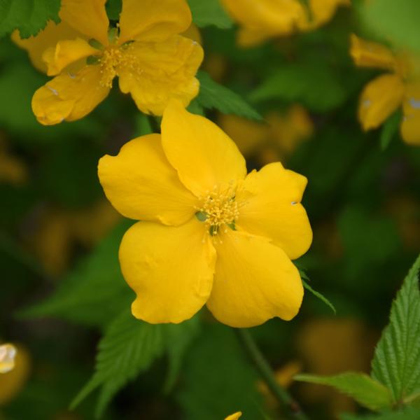 Kerria Japonica Golden Guinea - 2c