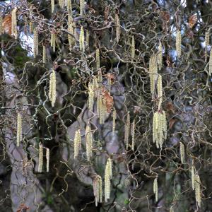 Harry Lauder's Walking Stick - 5c