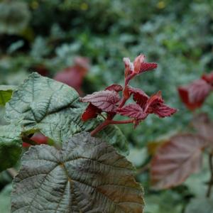 Harry Lauder's Walking Stick Red Dragon - 7c