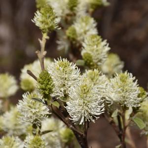 Witch Alder Major Mt Airy - 3c