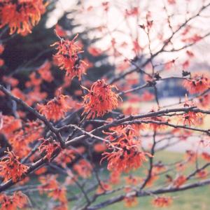 Witch Hazel Diane - 7c