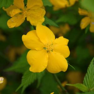 Kerria Japonica Golden Guinea - 2c