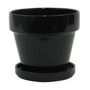 Standard with Saucer