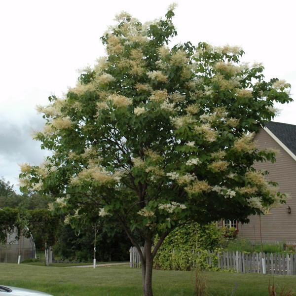 Lilac, Japanese Tree--7 gallon