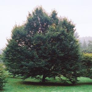 European Hornbeam, Pyramidal--7 gallon