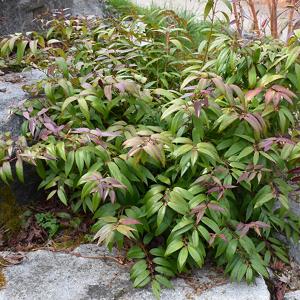Leucothoe, Coast--3 gallon