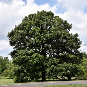 Oak, Swamp White--7 gallon