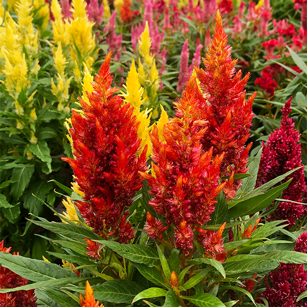 6in Potted Annual Flowers