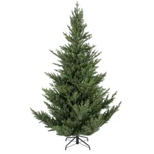 Norway Spruce