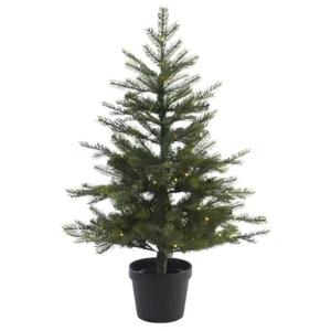 Grandis Fir 36in Potted