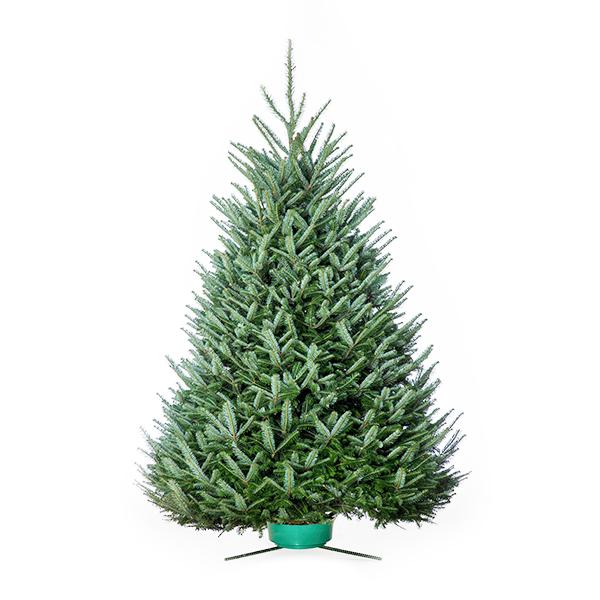 Fresh Cut Fraser Fir