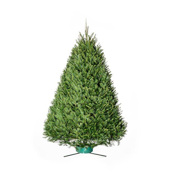 Fresh Cut Douglas Fir