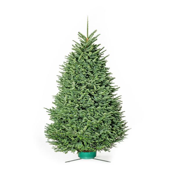 Fresh Cut Noble Fir
