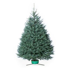 Fresh Cut Concolor Fir 