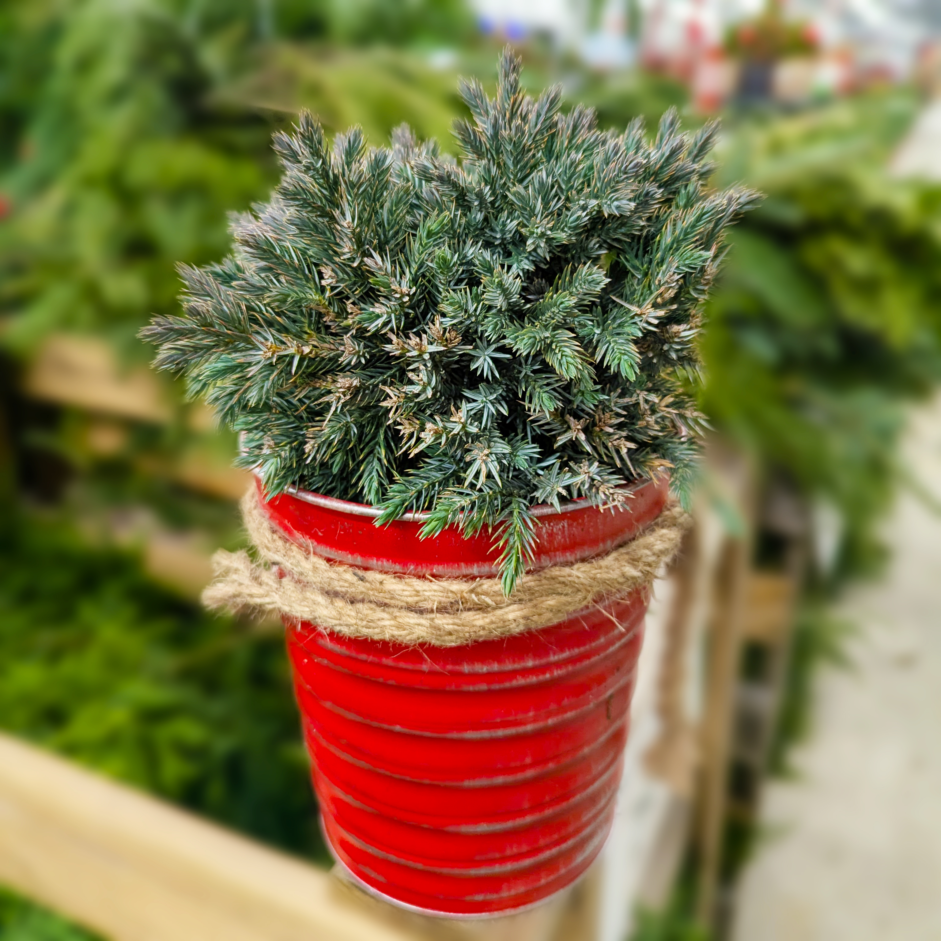 Juniper Squamata Blue Star