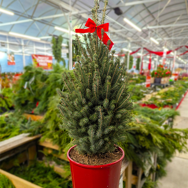 White Spruce Montrose Charm