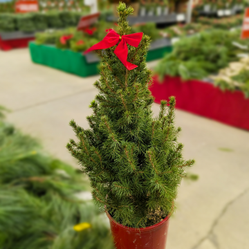 Festive Dwarf Alberta Spruce 