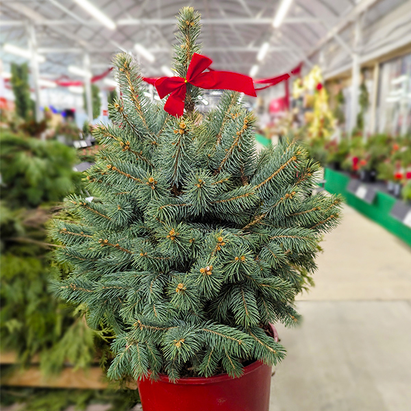 Festive "Baby Blue" Blue Spruce - 24" 