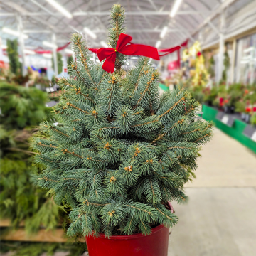 Festive "Baby Blue" Blue Spruce - 24" 