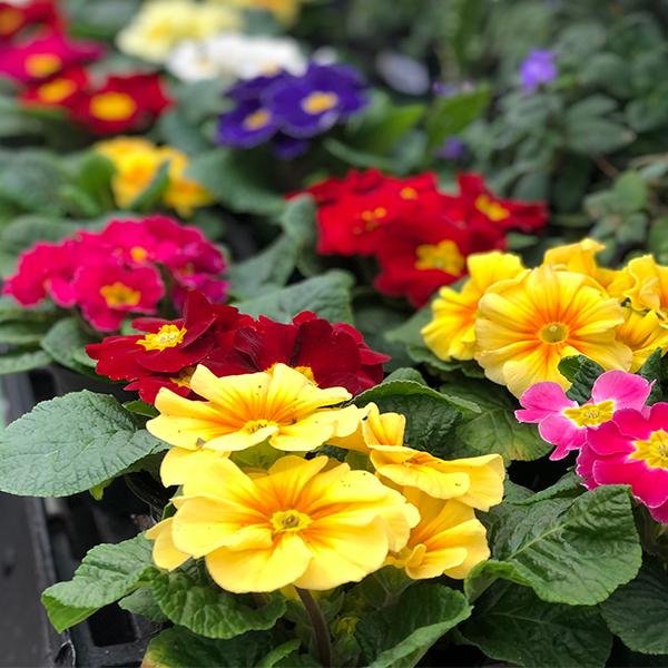 Colorful Primroses