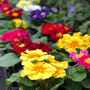 Colorful Primroses