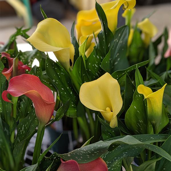 Calla Lily Prem 4.5in