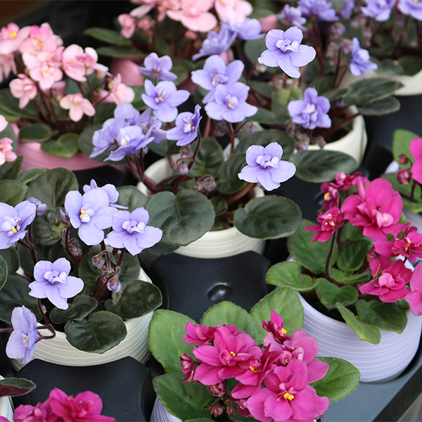 African Violet 4in