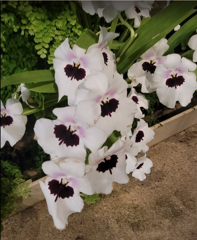 Cut Flowers and Arrangements