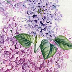 French Lilacs
