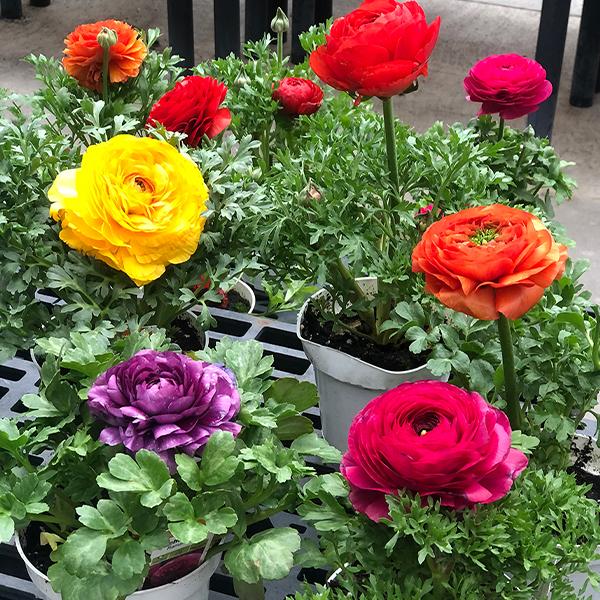 Colorful Ranunculus