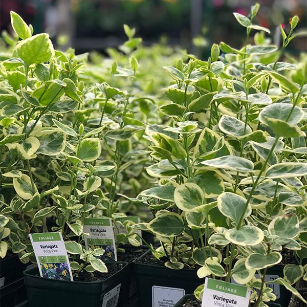 Vinca Vine-&nbsp;4 In